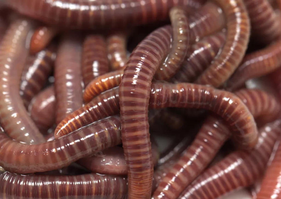 Has Anyone Tried Soakaway Worms